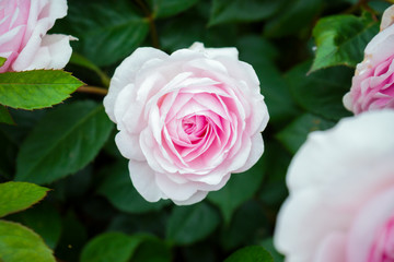 english shrub pink Olivia rose Austin