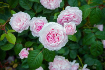 english shrub pink Olivia rose Austin