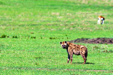Young spotted hyena or crocuta in savannah