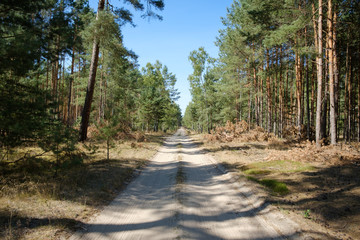 Fototapeta na wymiar forest road in the middle of a forest clearing away the blue sky -