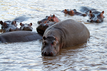 Wounded hippo or Hippopotamus amphibius in water