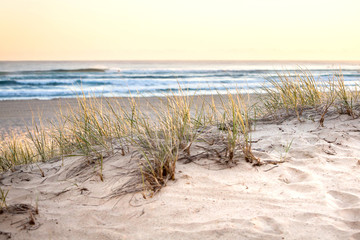 Sand Dune Grass Coolangatta