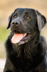 Black Labrador Retriever dog outdoor portrait