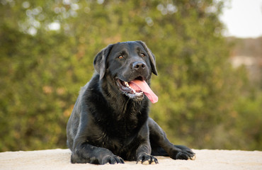 Black Labrador Retriever dog outdoor portrait lying down on ground