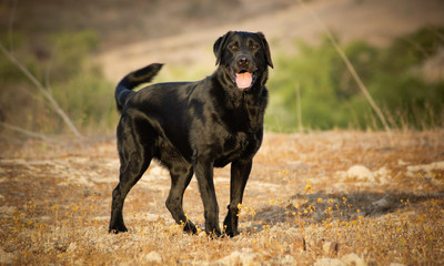 Black Labrador Retriever dog outdoor portrait standing in field