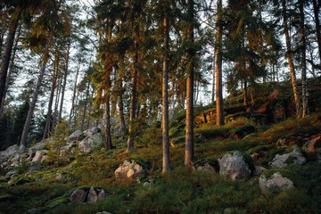 autumn forest trees landscape at sunset