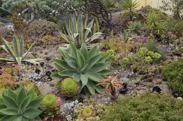 Fototapeta premium Spike plant