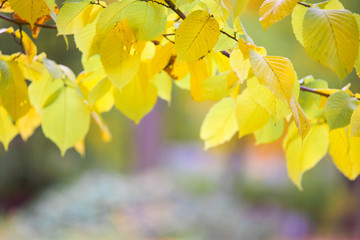 Autumn leaves background
