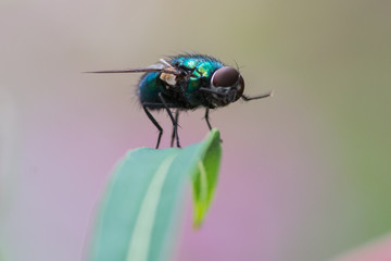 Green Bottle fly balanced on a leaf. Close-up macro blurred background. 