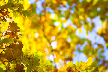Autumn leaves background