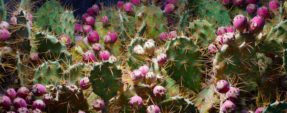 cactus Opuntia with flowers, closeup view