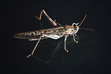 locust grasshopper on black background