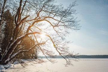 Fototapeta na wymiar winter landscape with lake and forest in scandinavia