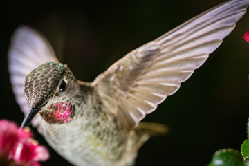 Hummingbird closeup shot with dark background