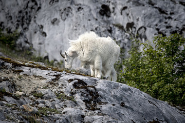 Mountain Goat, Glacier Bay