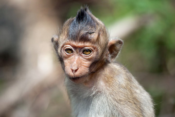 可愛いサル