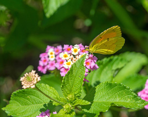 Butterfly1