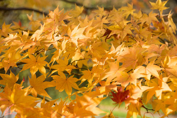 黄色く色づいたモミジの葉