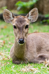 Deer portrait and close up at face.