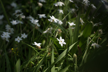 Fototapeta premium 野花
