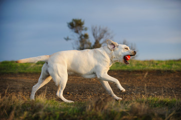 Obraz na płótnie Canvas Yellow Labrador Retriever dog outdoor portrait running with red ball