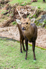 Obraz premium Portrait of deer in zoo.