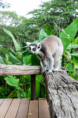 Portrait of Ring-tailed Lemur.