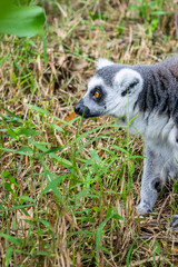 Naklejka na ściany i meble Portrait of Ring-tailed Lemur.