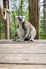 Portrait of Ring-tailed Lemur.