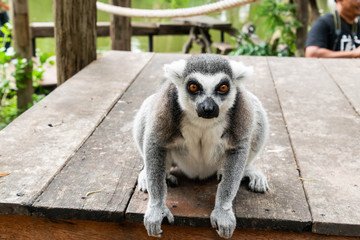 Portrait of Ring-tailed Lemur.
