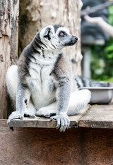 Naklejka na ściany i meble Portrait of Ring-tailed Lemur.