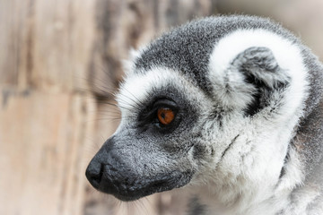 Portrait of Ring-tailed Lemur.