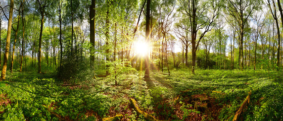 Beautiful forest in spring with bright sun shining through the trees © Günter Albers