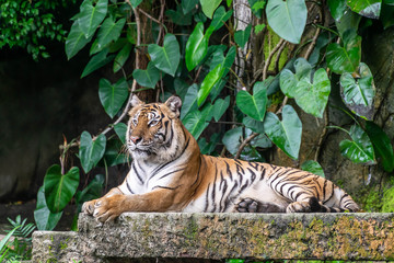 Fototapeta na wymiar Portrait of Siberian tigers are resting.