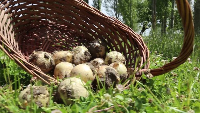 Organic Fresh Onion in Basket
