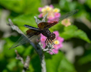 Dragonfly2