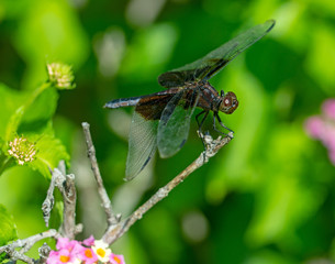 Dragonfly1