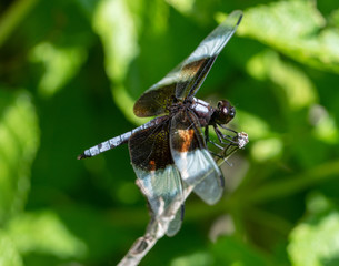 Dragonfly3