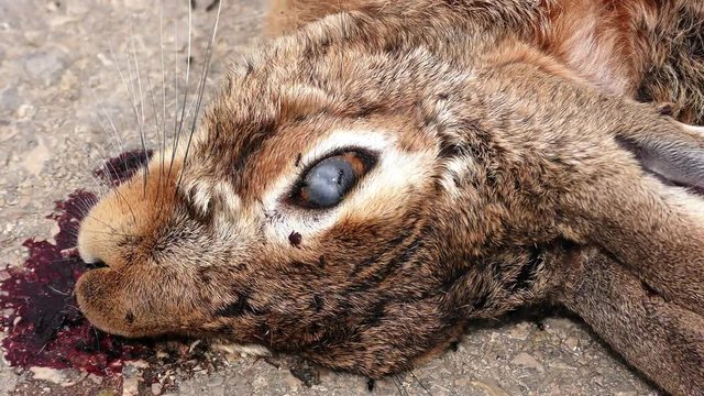 Dead rabbit on asphalt tarmac roadkill with ants and ticks