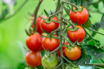 家庭菜園　プチトマト