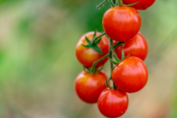 家庭菜園　プチトマト