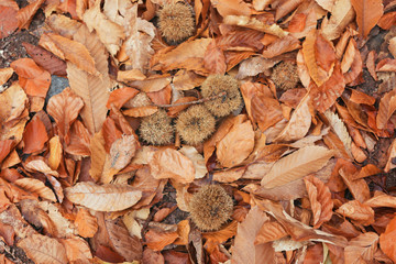 Beautiful typical autumn landscape