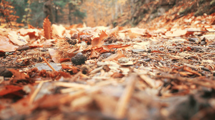 Beautiful typical autumn landscape