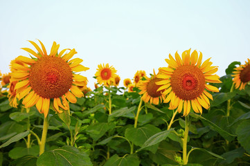 Obraz premium Sunflower grow in the wild