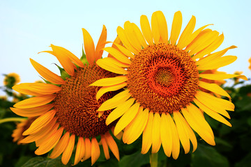 Naklejka premium Sunflower grow in the wild