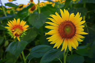 Obraz premium Sunflower grow in the wild