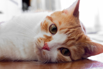 フローリングでゴロゴロする茶白ネコ