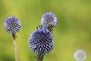 ヒゴタイの花に蜜を求める蜜蜂達