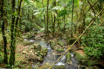 Fototapeta na wymiar El Yunque National Forest - Puerto Rico