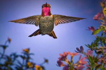 Hummingbird stares at Camera